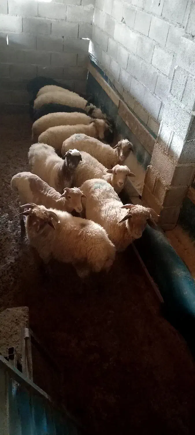 فروش بره نر و ماده|حیوانات مزرعه|اسالم, |دیوار