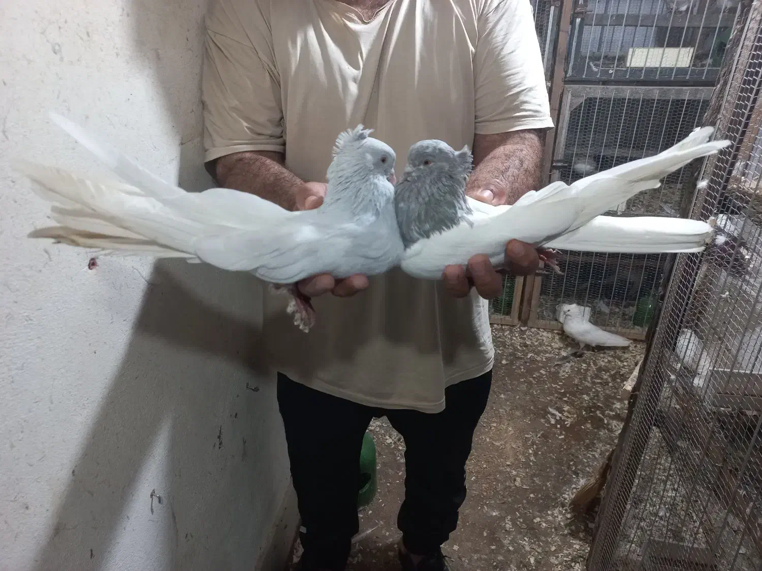 پرنده.کبوتر|پرنده|ساری, |دیوار