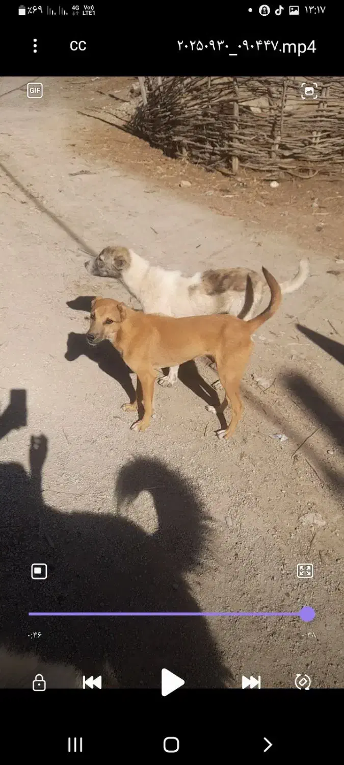 سگگ|سگ|شاهرود, |دیوار