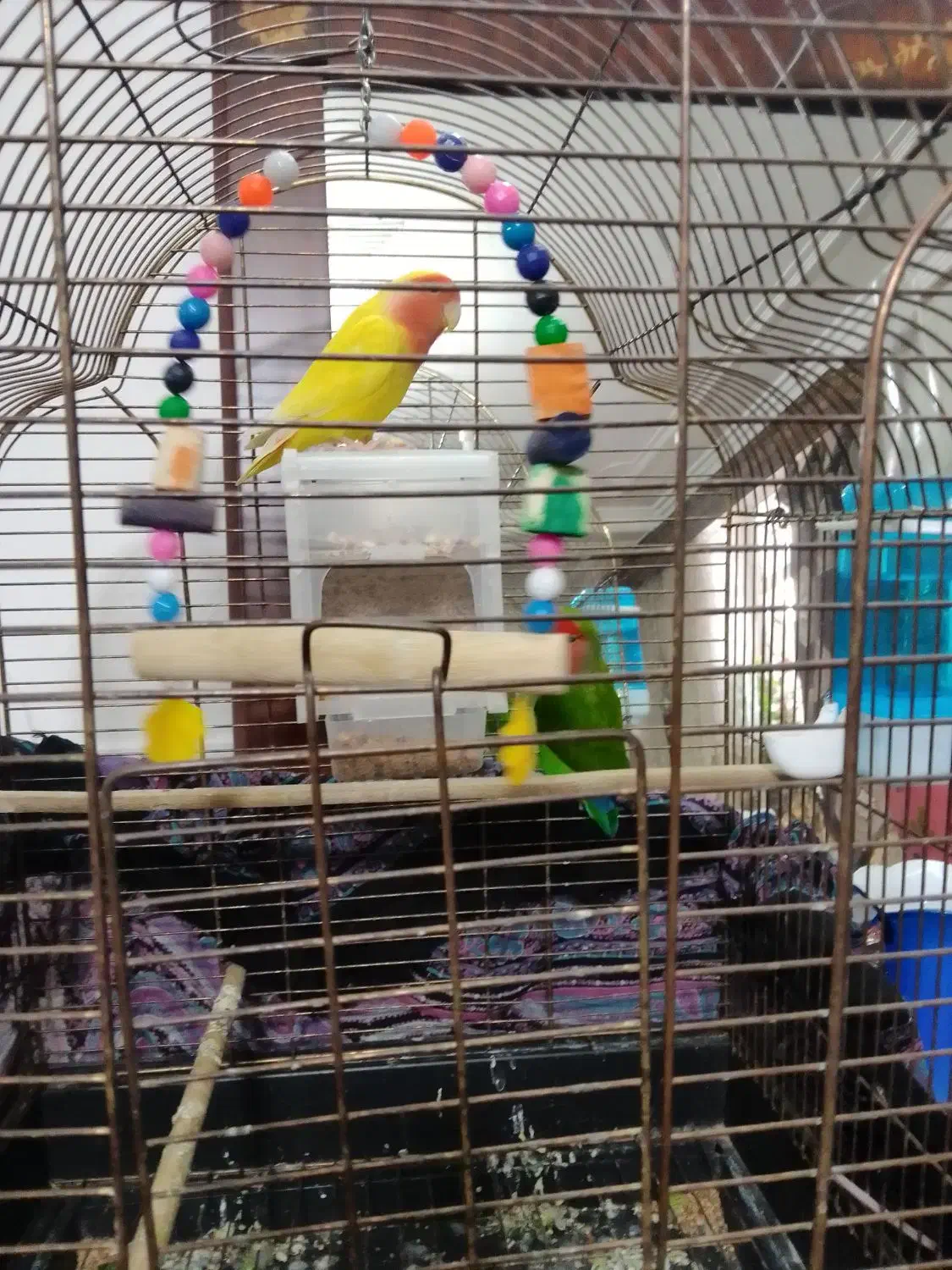 طوطی برزیلی|پرنده|اردبیل, |دیوار