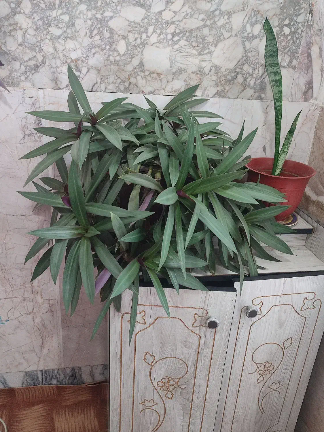 گل طبیعی|گل و گیاه طبیعی|مشهد, شهید شهریاری|دیوار