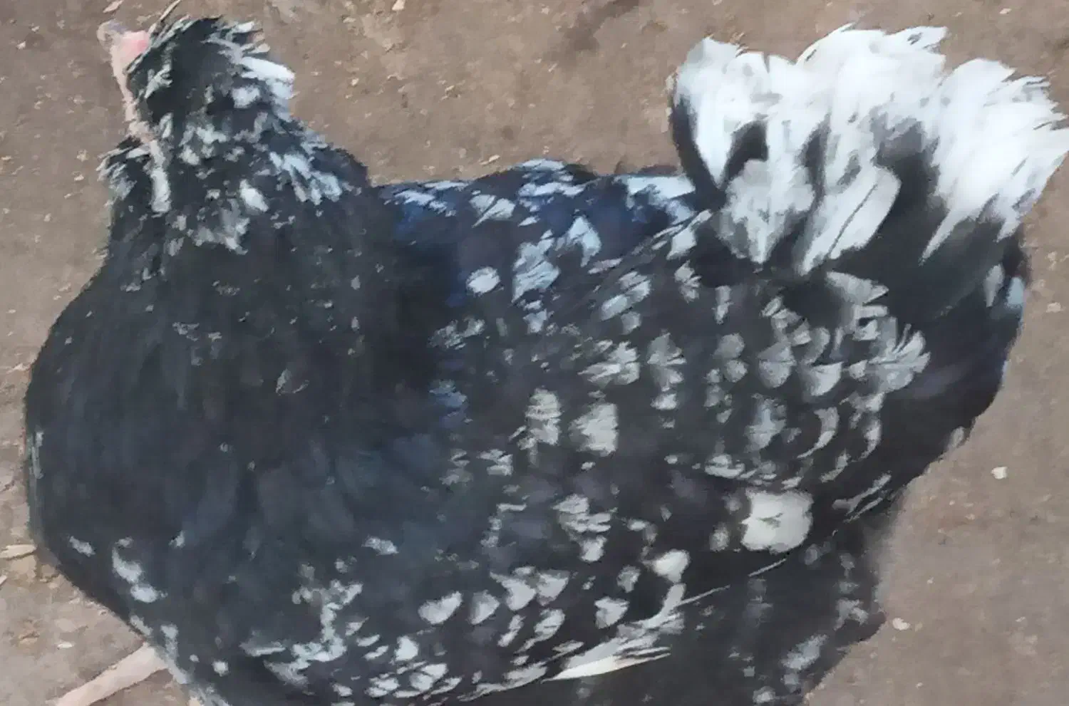 مرغ گلین|حیوانات مزرعه|فریدونکنار, |دیوار