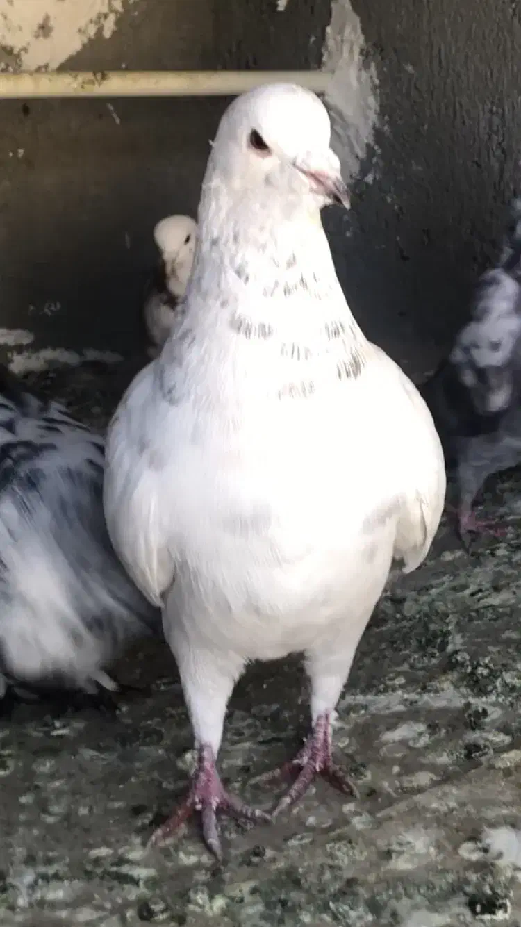 کفتر کبوتر|پرنده|کرج, محمد آباد|دیوار