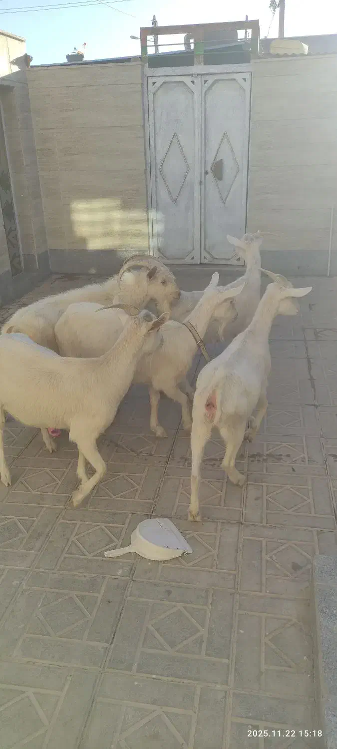 بزسانن خالص دورگ|حیوانات مزرعه|درمیان, |دیوار