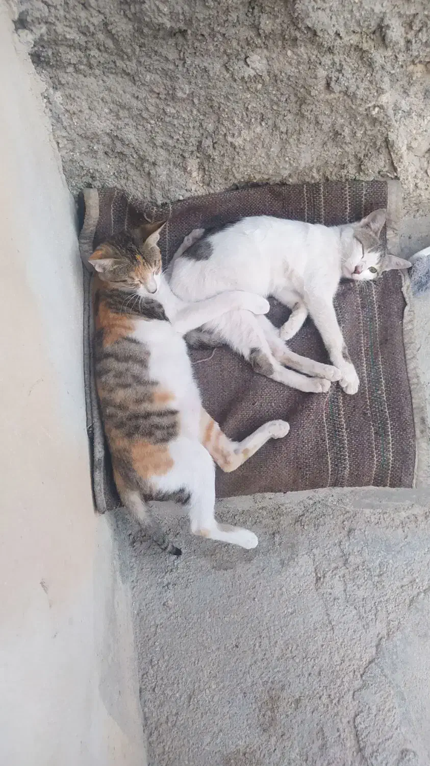 عروسک گربه|اسباب‌بازی بچه|برازجان, |دیوار