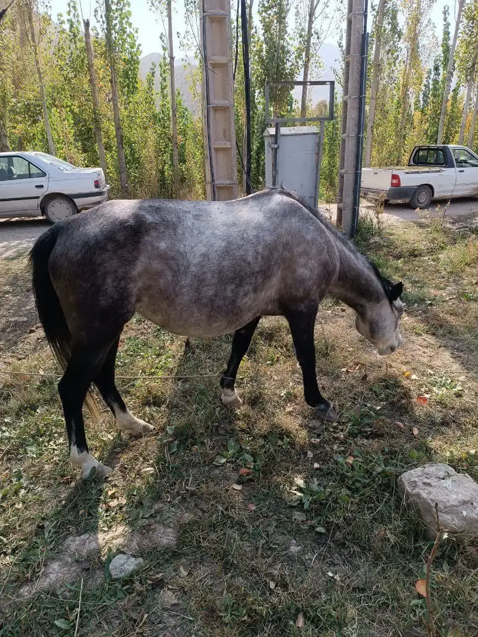 مادیان ۵ ساله|اسب و تجهیزات اسب‌سواری|سیدآباد, |دیوار