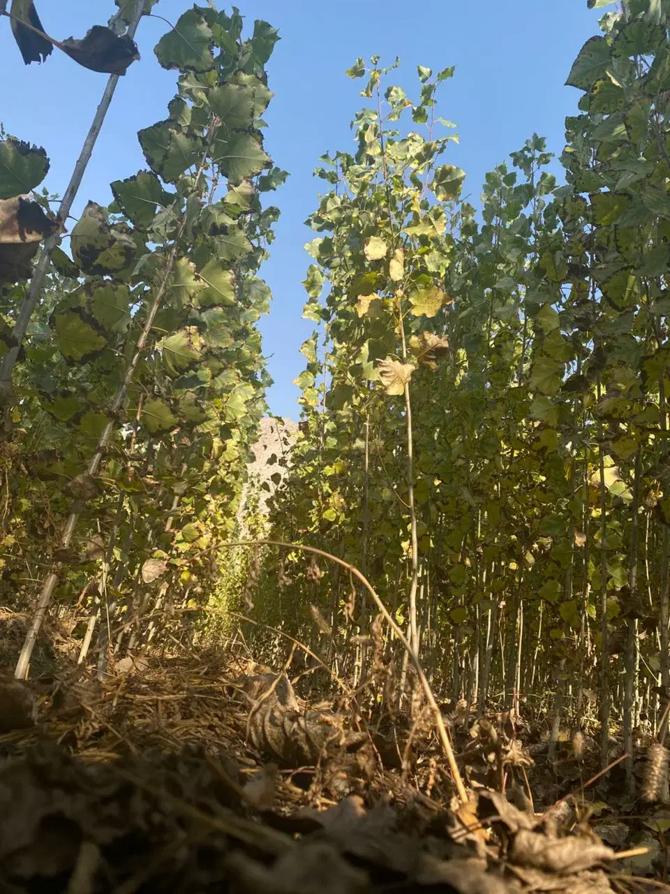 فروش نهال صنوبر|خدمات باغبانی و درختکاری|حاجیلار, |دیوار