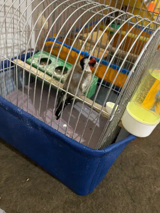 سهره|پرنده|پارسآباد, |دیوار