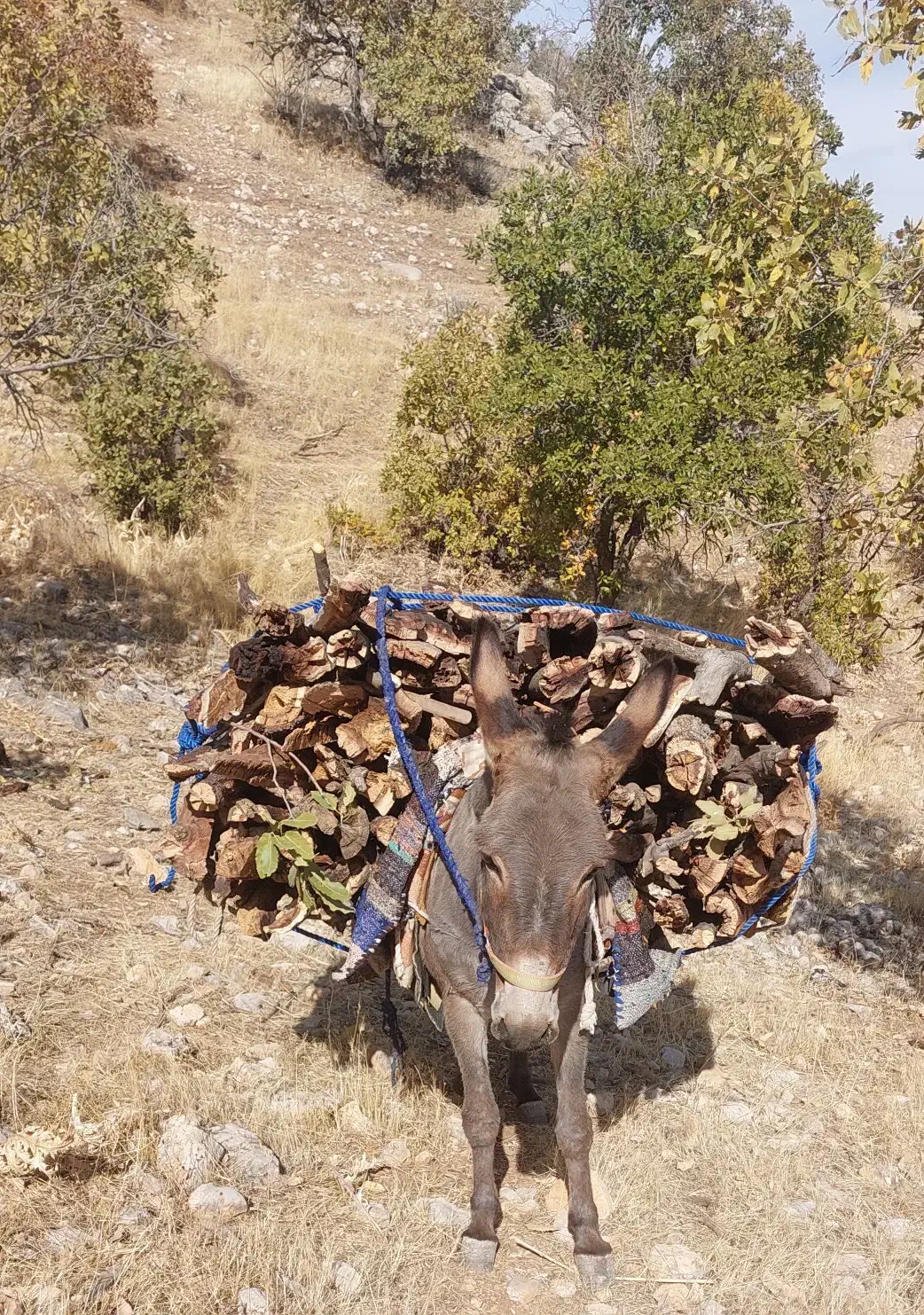 الاغ|حیوانات مزرعه|یاسوج, |دیوار