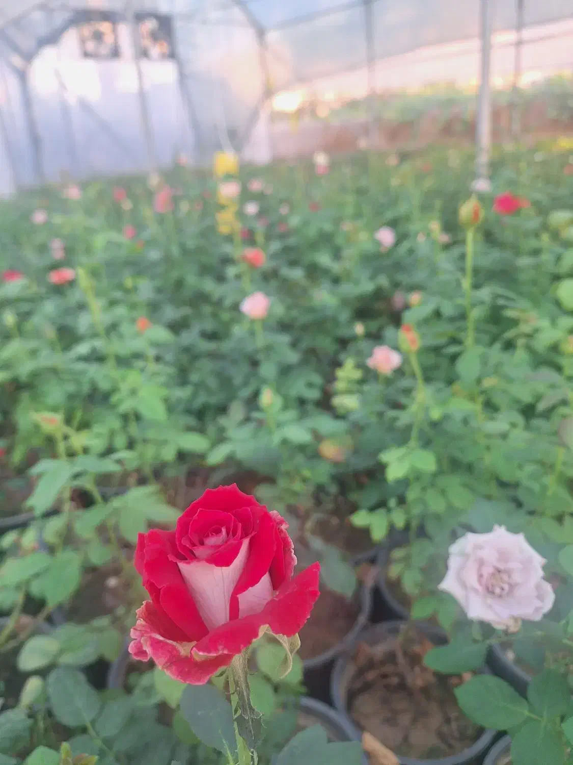 تولید وفروش خرده وعمده انواع گل حیاطی|گل و گیاه طبیعی|جهرم, |دیوار