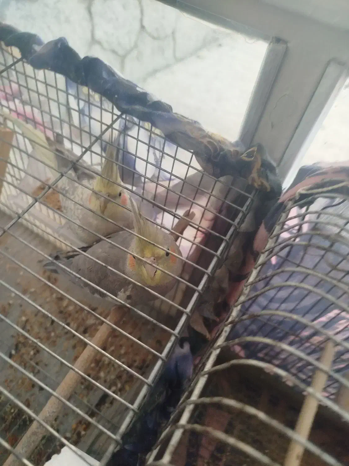 عروس هلندی نر ماده|پرنده|کیار, |دیوار