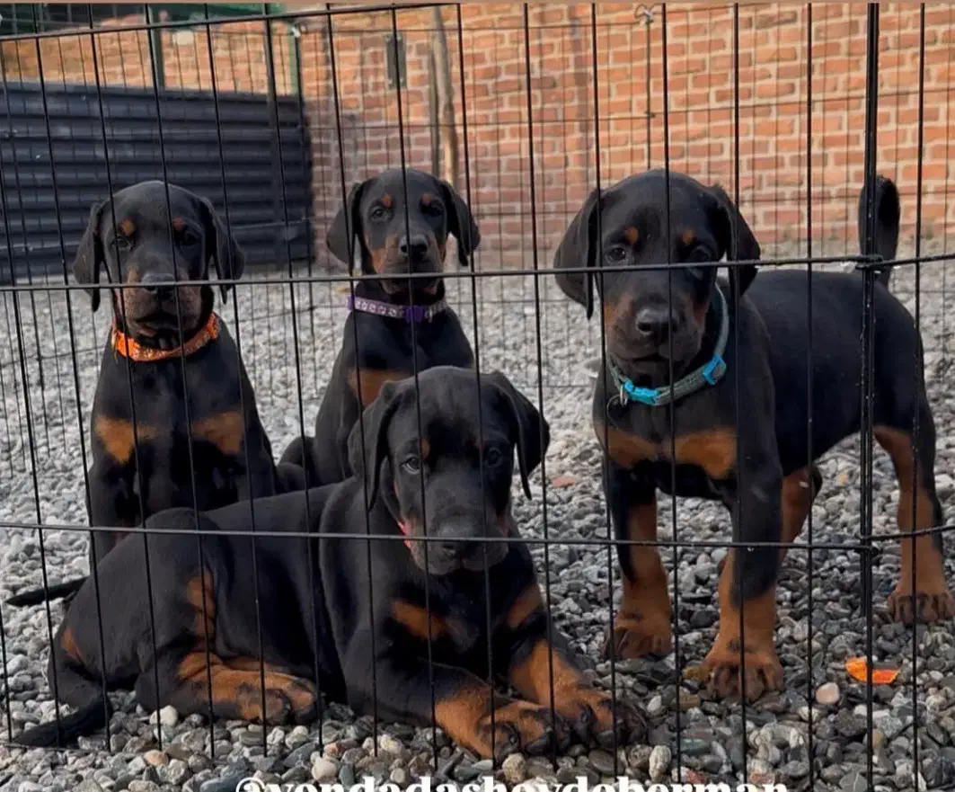 دوبرمن تیپ اروپایی|سگ|مشهد, کوه سنگی|دیوار