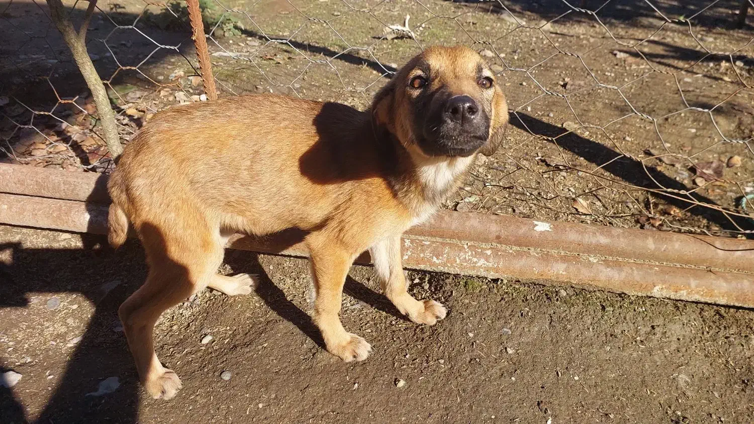 واگذاری سگ|سگ|احمدسرگوراب, |دیوار