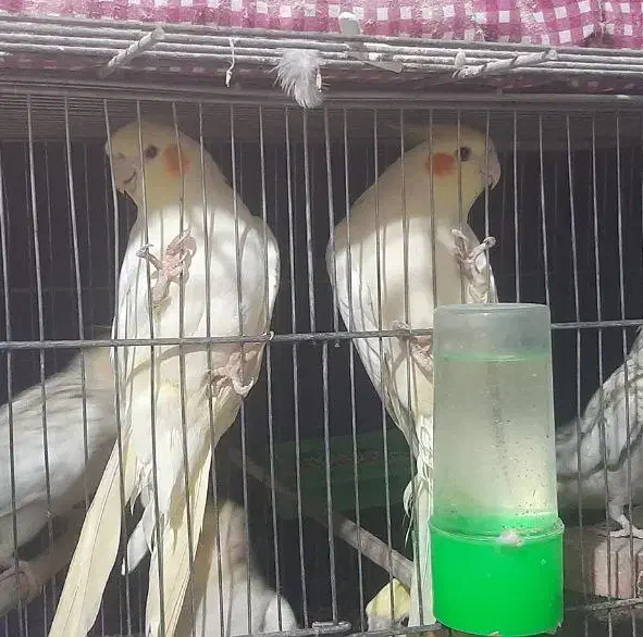 عروس هلندی|پرنده|کرج, کمال‌شهر|دیوار