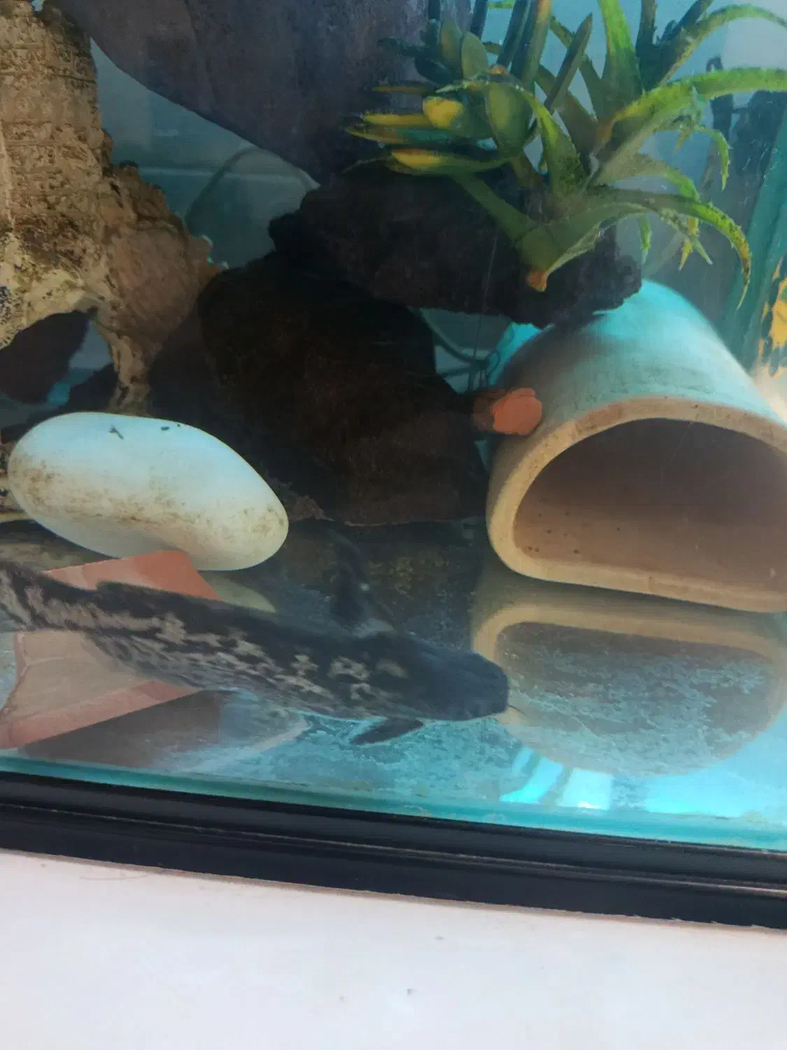 جفت ماهی کت چوبی مولد|ماهی|پرند, فاز ۴|دیوار