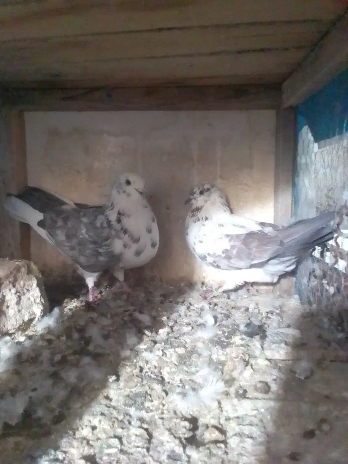 کبوتر|حیوانات|قم, علی آباد سعدگان|دیوار