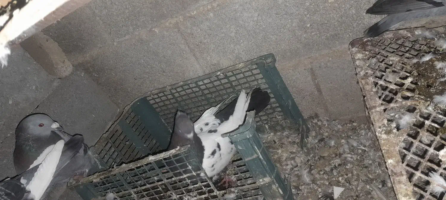 کبوتر سینه ای ذات قدیم|پرنده|امیدیه, |دیوار