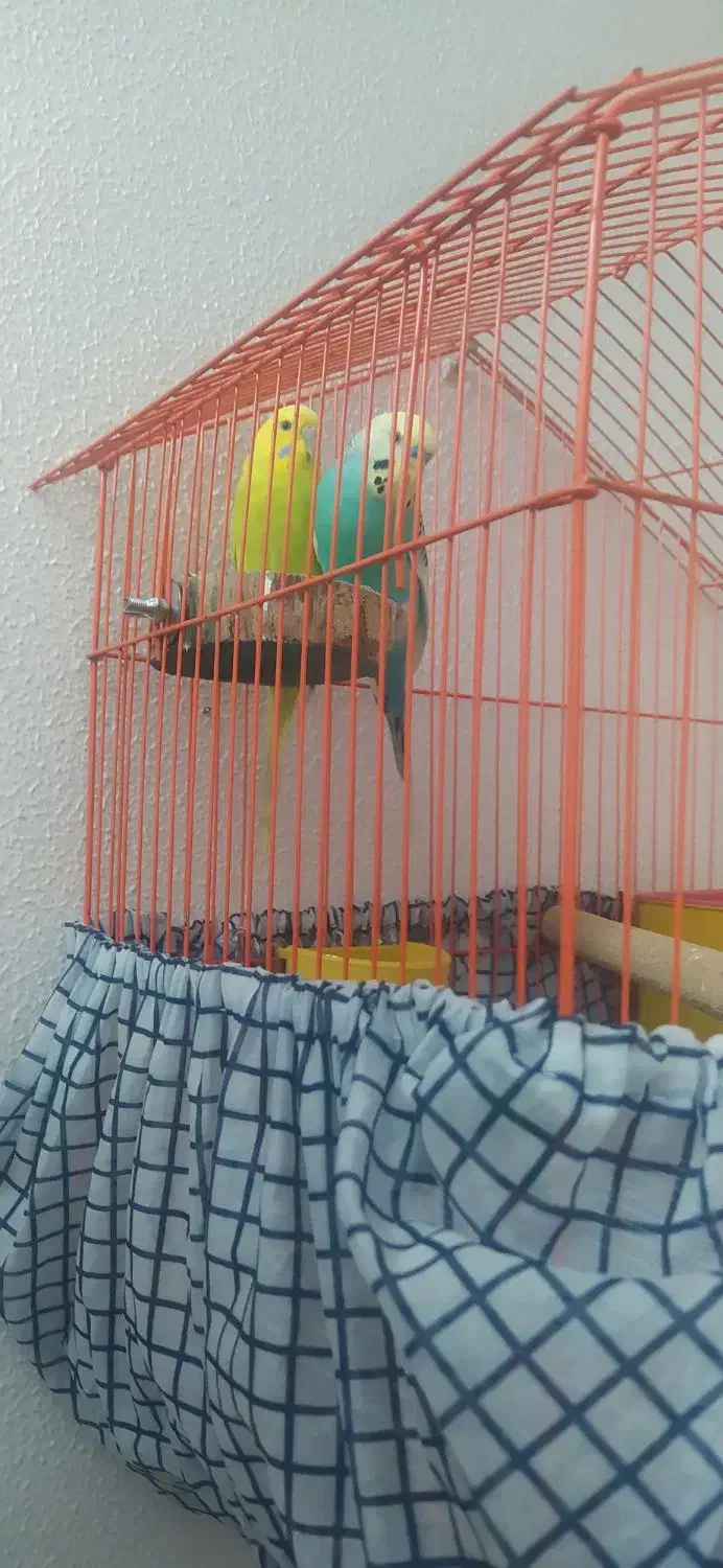 پرنده|پرنده|شاهینشهر, طالقانی|دیوار