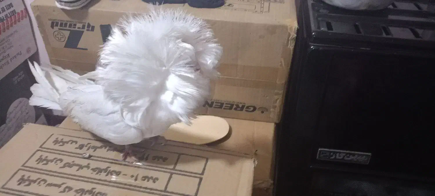 کفتر ،کبوتر|پرنده|تهران, نعمت‌آباد|دیوار