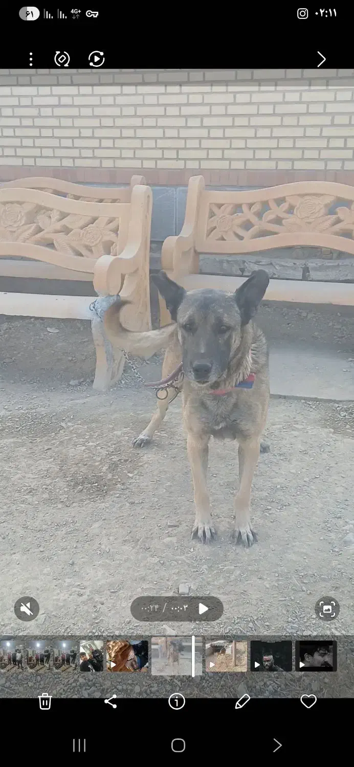 واگذاری|سگ|صباشهر, |دیوار