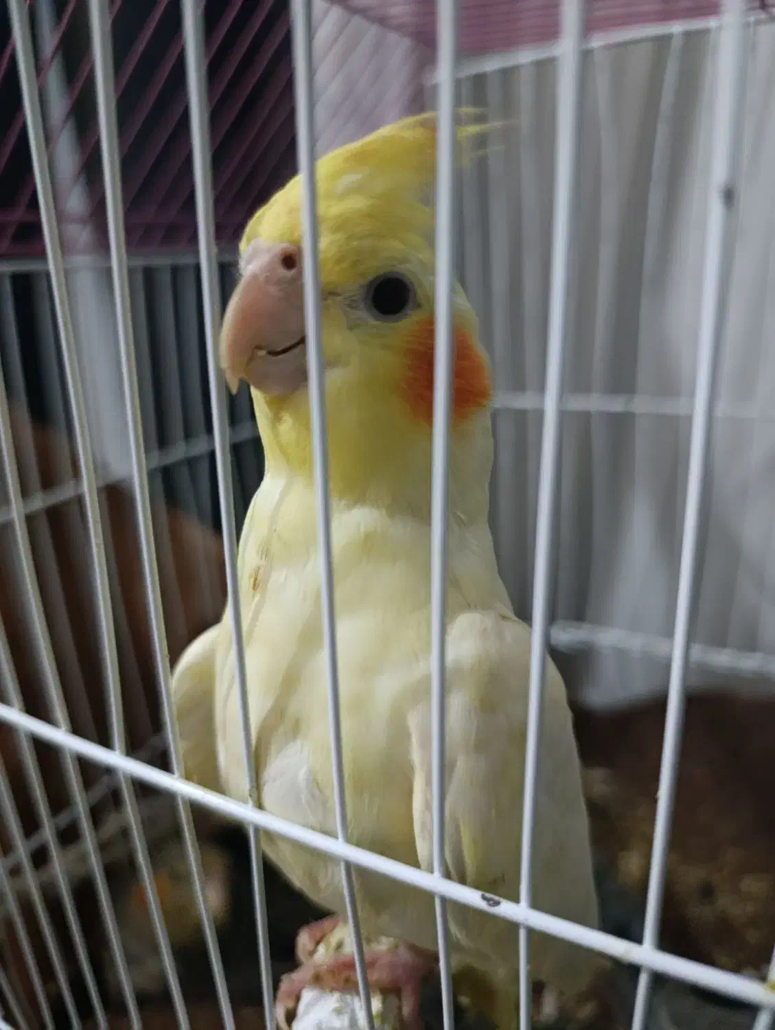 عروس پاریس یاهمون عروس هلندی|پرنده|کارون, |دیوار