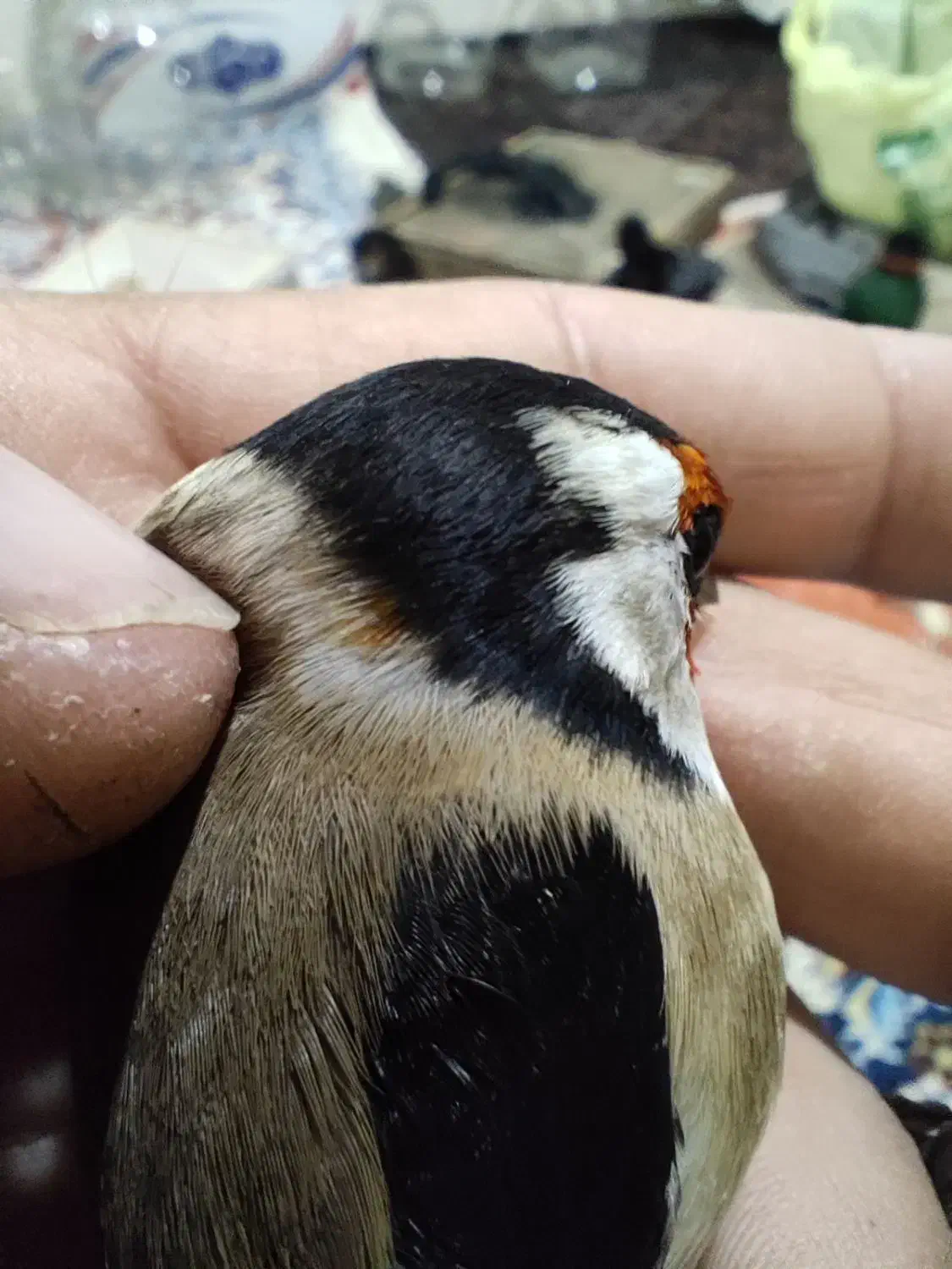 سهره نر چهارگل|پرنده|پارس‌آباد, |دیوار