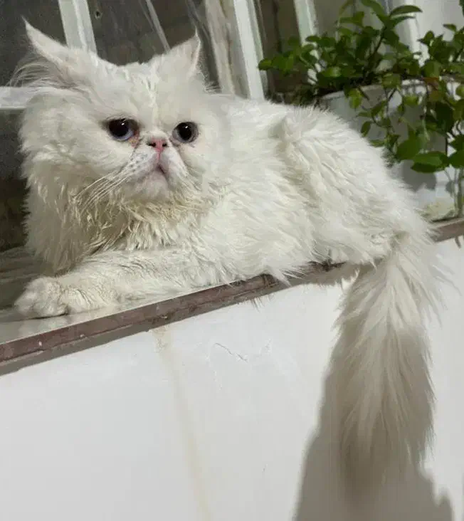 گربه پرشین سوپرفلت اصل|گربه|ارومیه, |دیوار