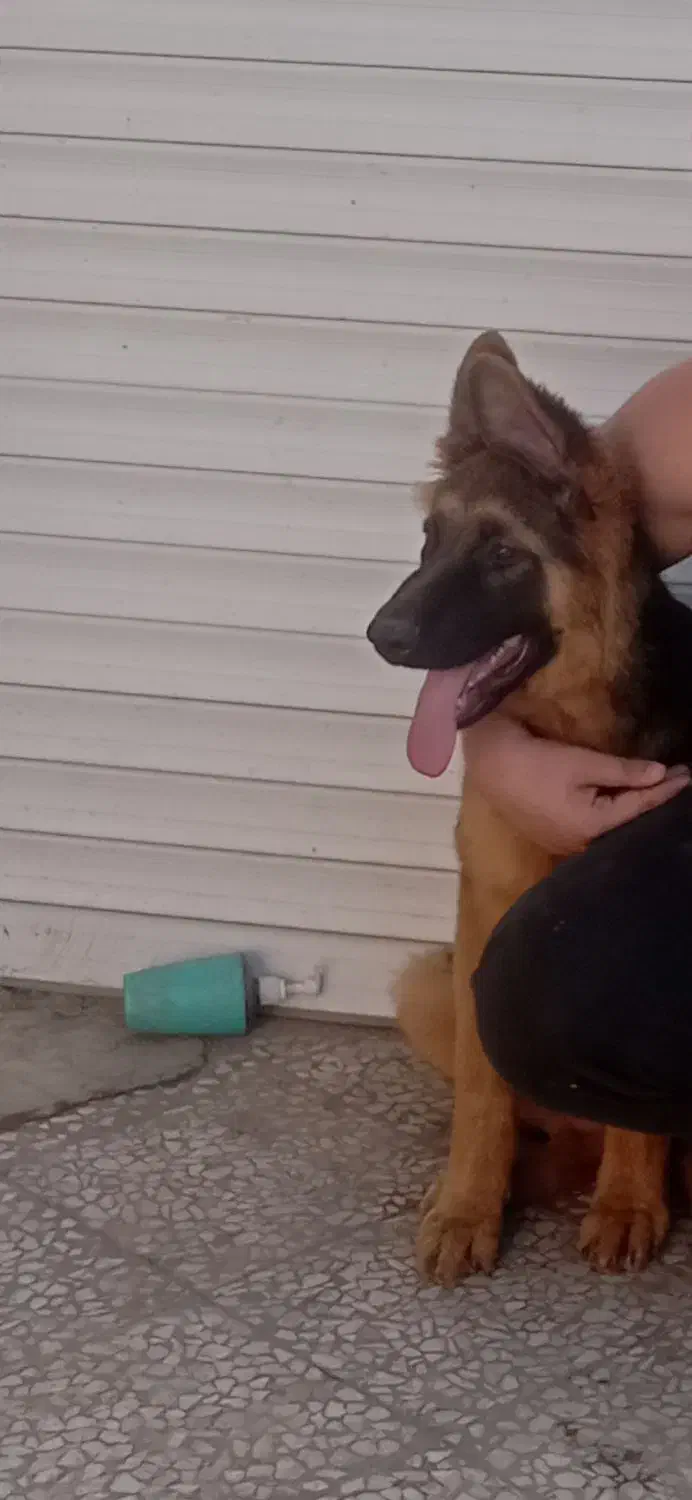 سگ ژرمن|سگ|محمودآباد, |دیوار