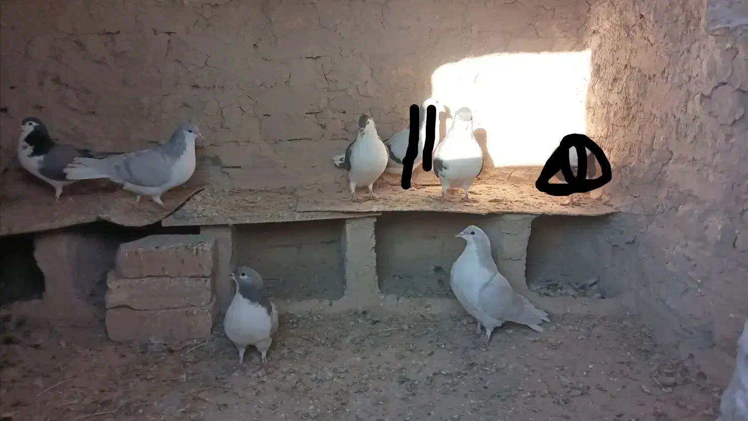 کفتر سده،ساده فروشی دونه ۲۵۰ت|پرنده|اسفراین, |دیوار