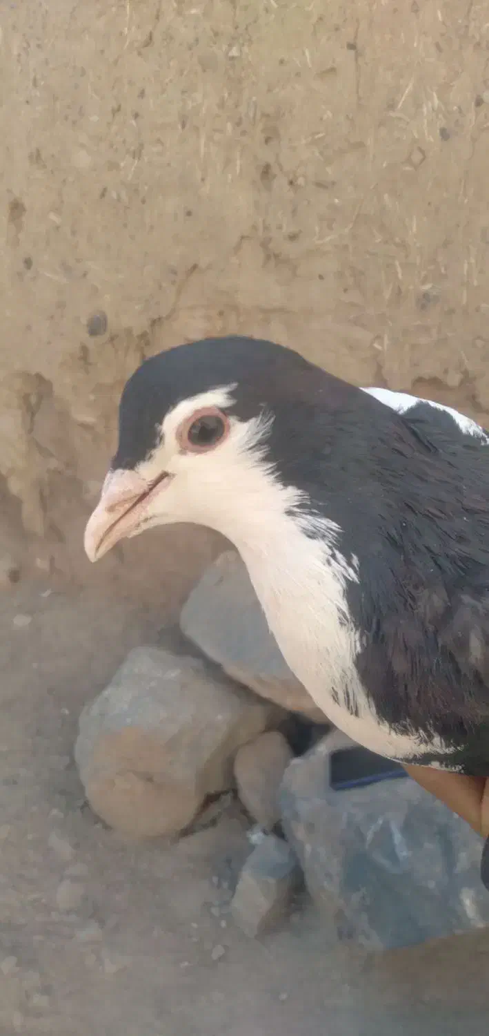 دم سبز گمشده باغشن گچ|حیوانات|نیشابور, مازول|دیوار