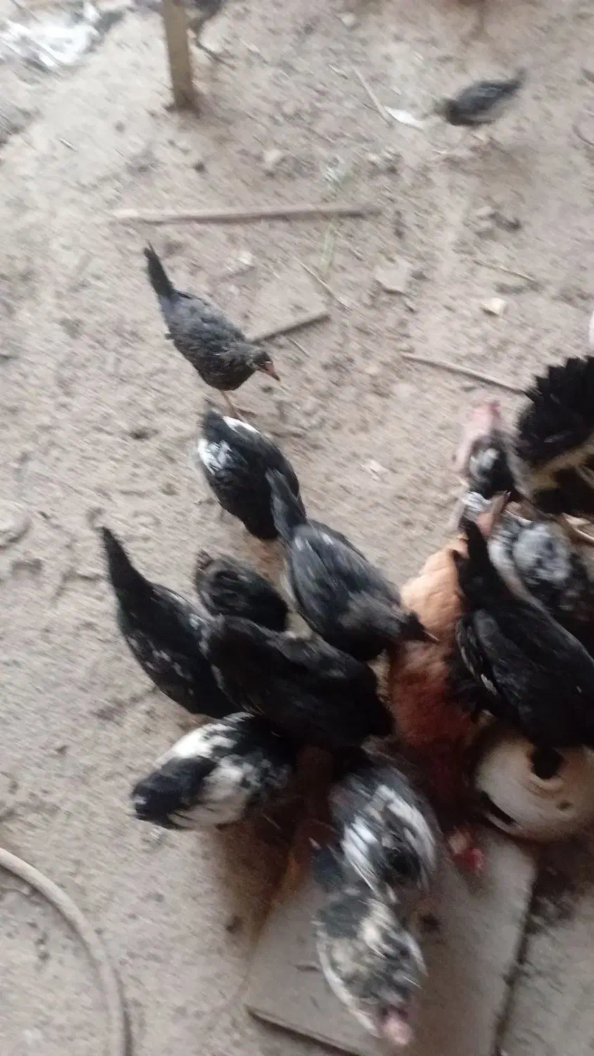 مرغ و خروس و نیمچه|حیوانات مزرعه|آبادان, |دیوار