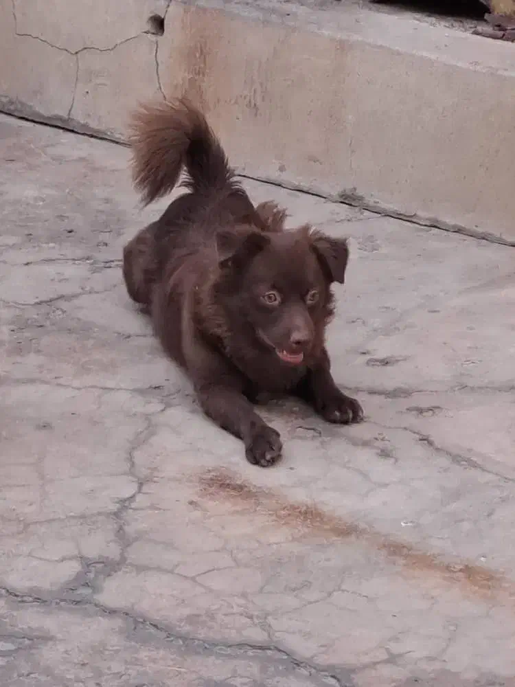 سگ نر و ماده|سگ|مسجد سلیمان, |دیوار