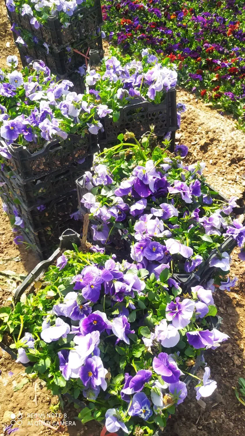 بنفشه F2|گل و گیاه طبیعی|پاکدشت, پاکدشت (مامازند)|دیوار