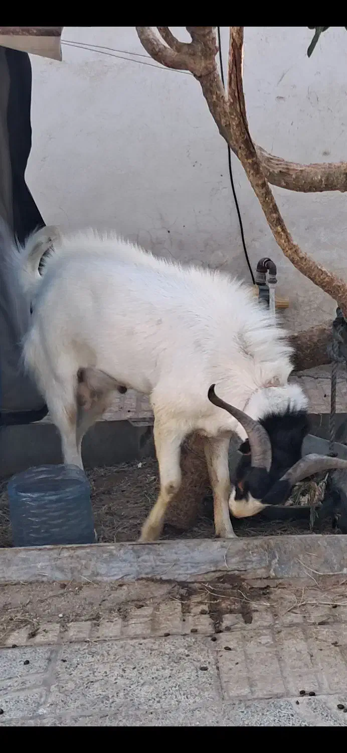 فروش یک عدد نر بز یک و نیم ساله سالم سرحال آماده|حیوانات مزرعه|قلعه قاضی, |دیوار