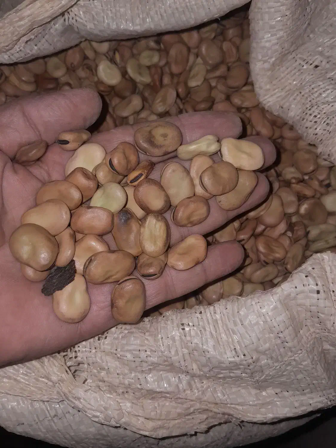 باقلا بذر فیز کشت۱۴۰۴|خوردنی و آشامیدنی|جلین, |دیوار