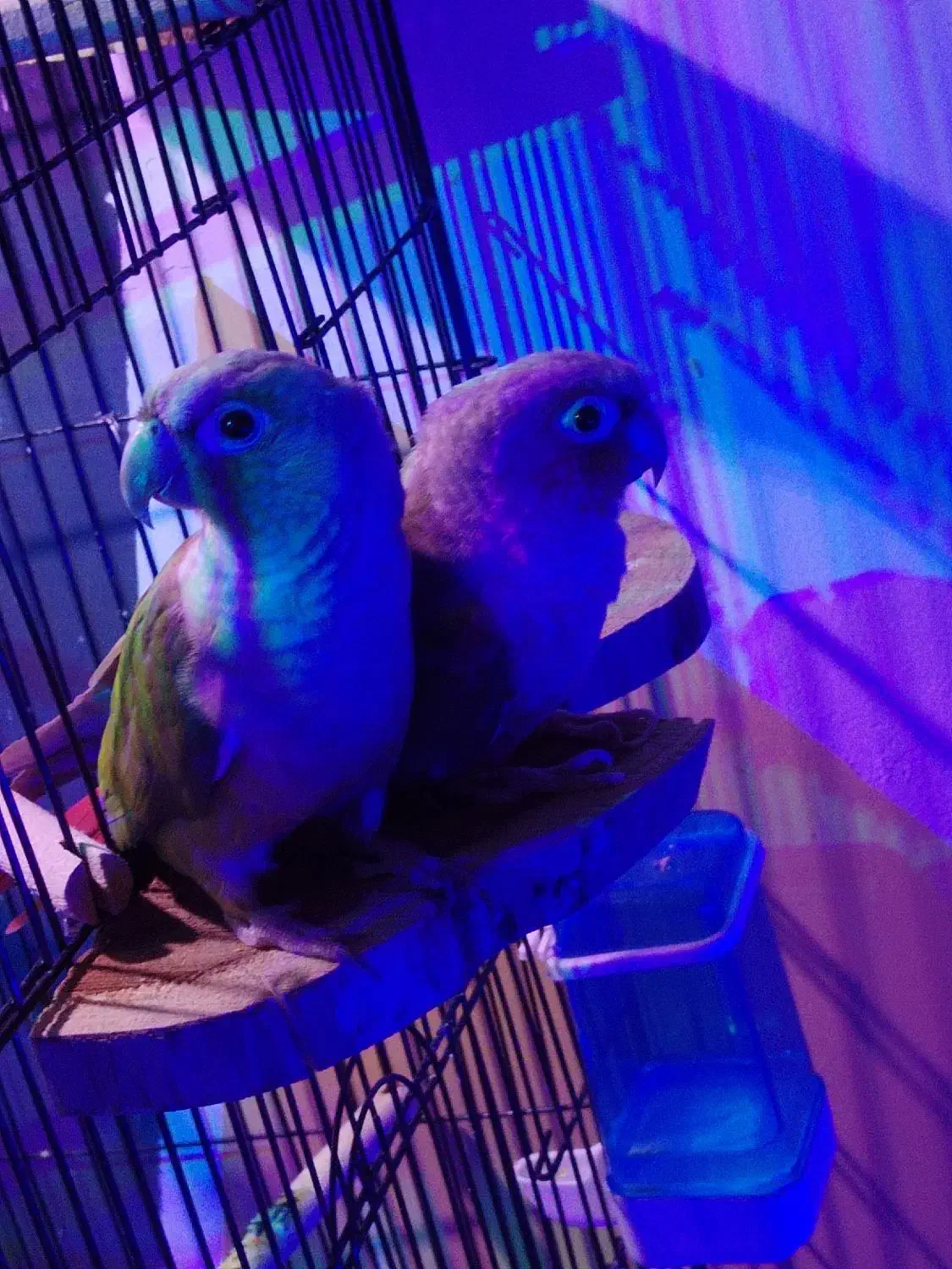 طوطی گرینچیک|پرنده|اصفهان, خانه اصفهان|دیوار