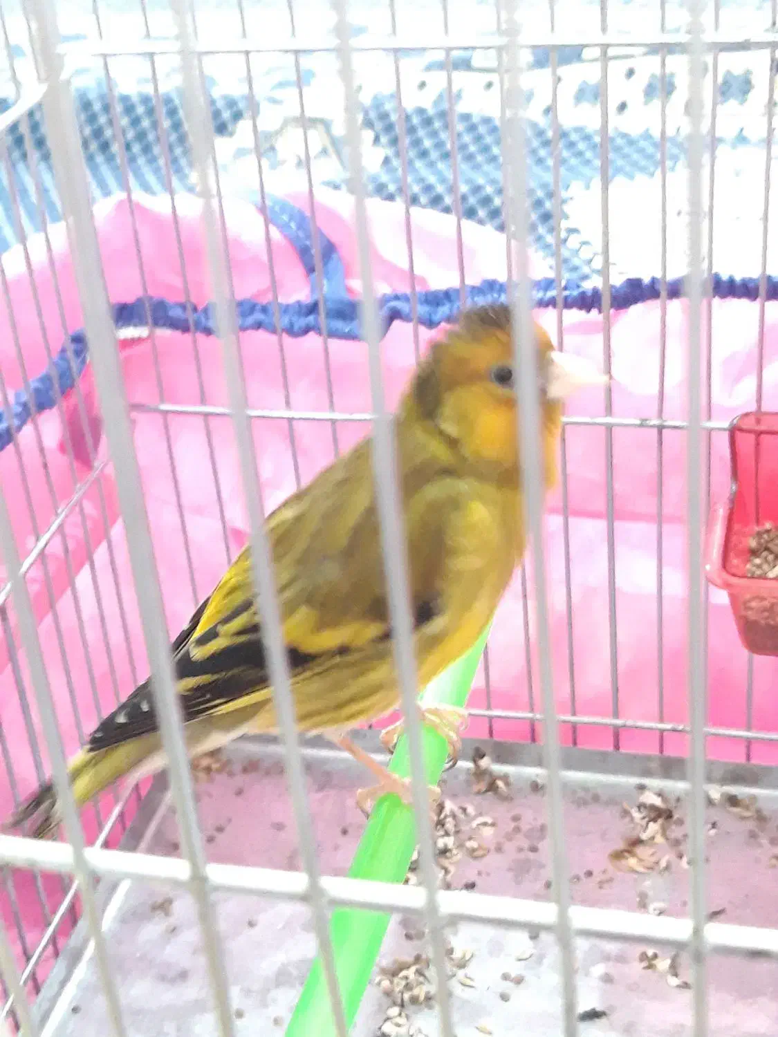 سهره قناری لرخان بدونه ایراد|پرنده|همدان, |دیوار