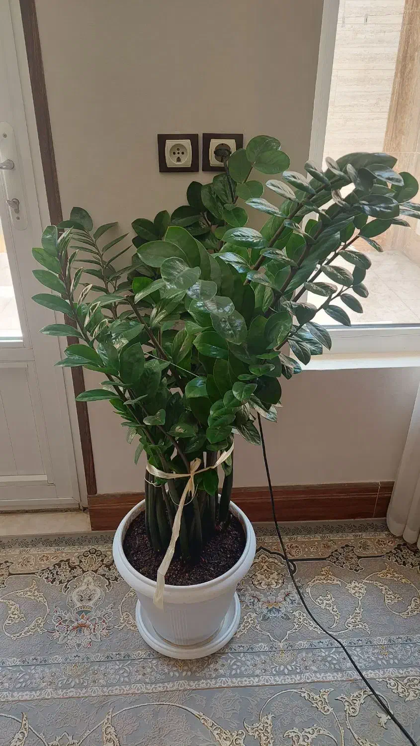 زاموفیلیا سبز|گل و گیاه طبیعی|شاهین‌شهر, فردوسی|دیوار