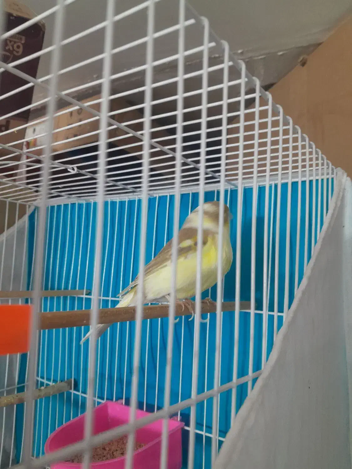 قناری جوفت رویی توخم|پرنده|مشهد, رباط طرق|دیوار