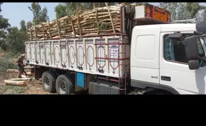 برشکاری وهرسکاری درخت|خدمات باغبانی و درختکاری|اهواز, کمپلو جنوبی|دیوار