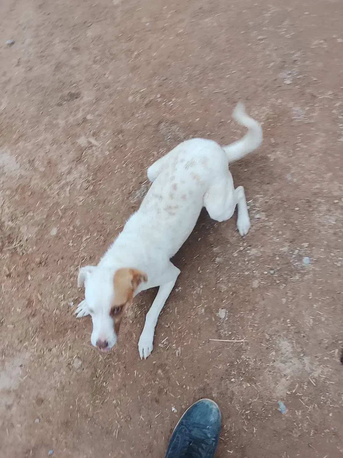 جوجه رنگی|حیوانات|تربت جام, میان جام|دیوار