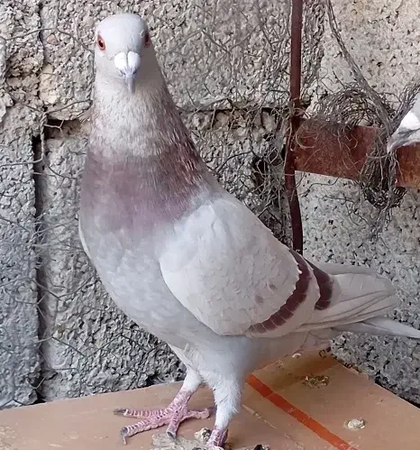 سرور شامی پیازی کرم جفتی|پرنده|وحدتیه, |دیوار