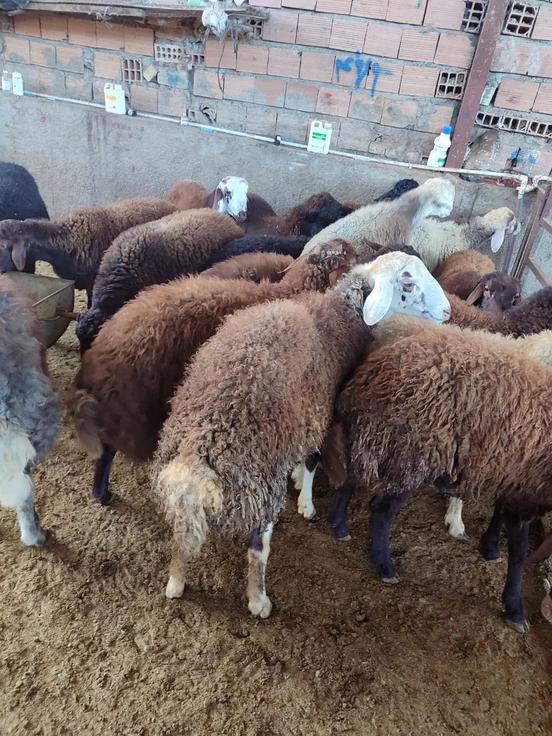 بره نره|حیوانات مزرعه|گرگان, |دیوار