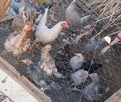 مرغ و خروس لاری و گلین|حیوانات مزرعه|رفسنجان, |دیوار