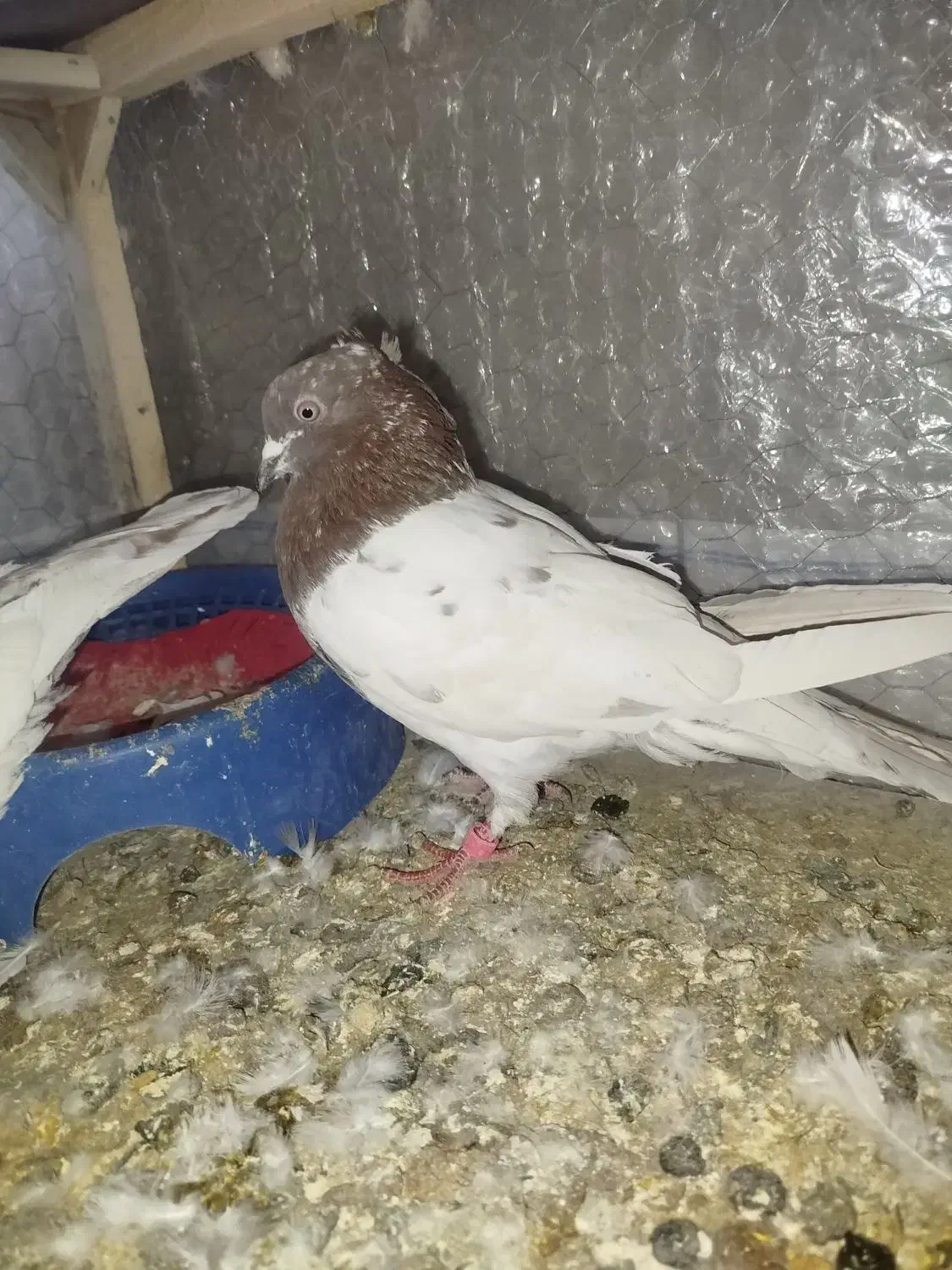 یک جفت کله سرخ|پرنده|مشهد, طرق|دیوار