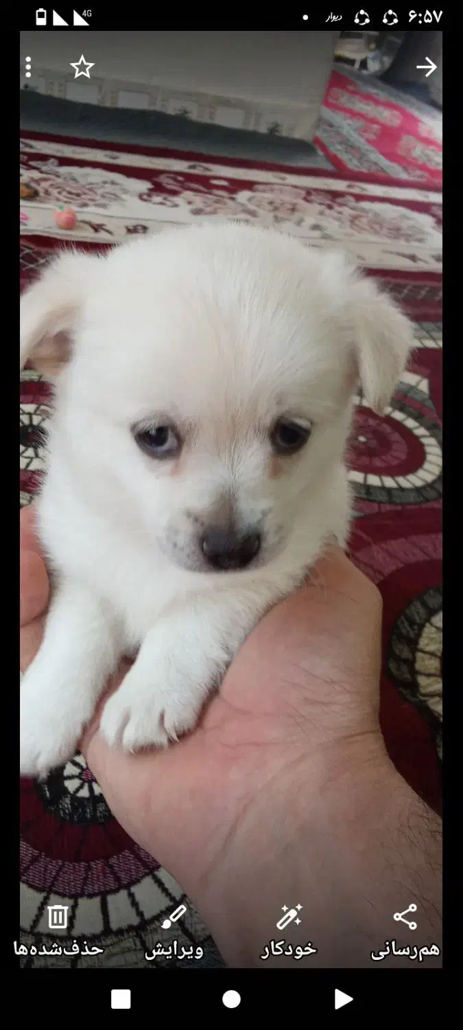 پامر2/5ساله تربیت شده جفت خورده واگذاری|سگ|زنجان, |دیوار