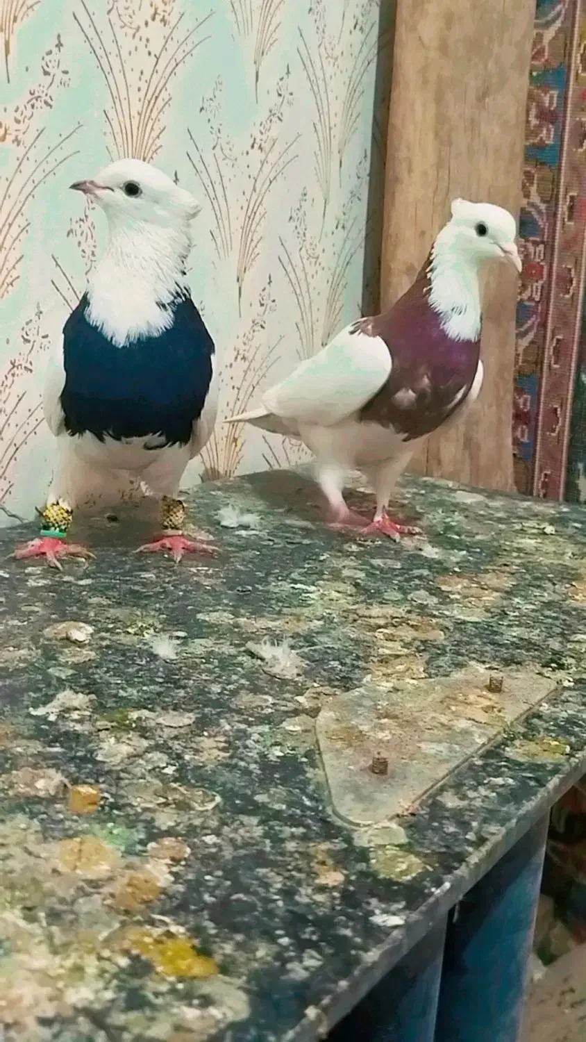 طوقی|پرنده|نصر آباد, |دیوار