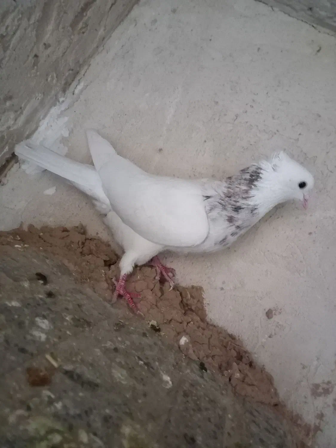 کبوتر طوقی غریب گیری|پرنده|نورآباد, |دیوار