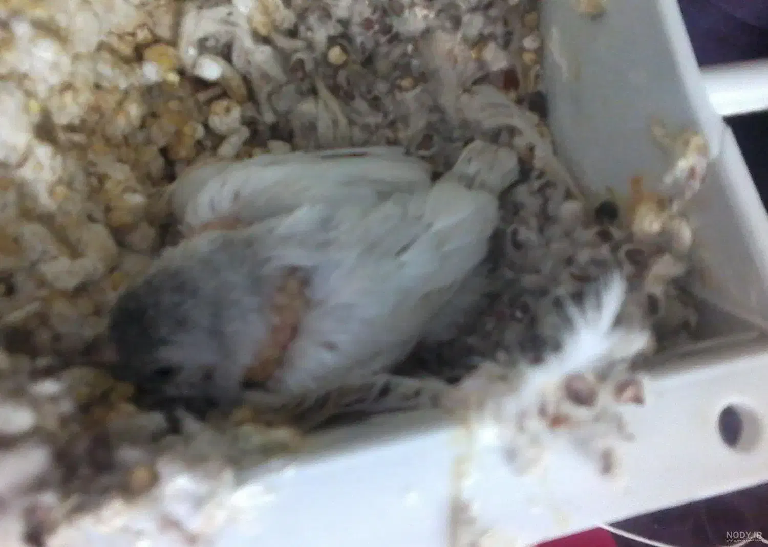 پرنده فنچ مولد|پرنده|تهران, اسفندیاری|دیوار