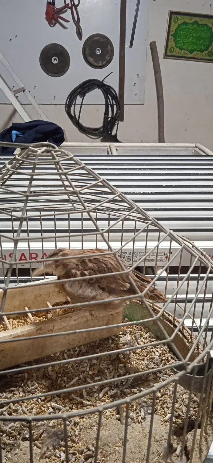 سره‌خاکی|پرنده|ساوه, |دیوار